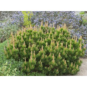 Borovica horská (Pinus mugo) ´MUGHUS´ – výška 30-40 cm, ⌀ 30-40 cm, kont. C10L